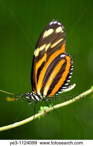 Butterfly, Eueides isabella, on a stick in Costa Rica View Large Photo Image Stock Photo - Butterfly, Eueides isabella, on a stick in Costa Rica. Fotosearch
