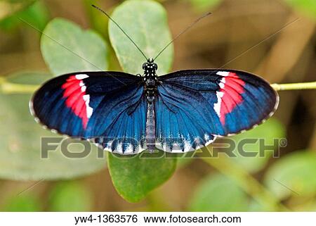 Butterfly HELICONIUS MELPOMENE, Mindo, Ecuador View Large Photo Image Stock Photograph - Butterfly HELICONIUS MELPOMENE, Mindo, Ecuador. Fotosearch