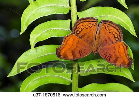 Stock Photograph - Butterfly. Image taken at Stutong Forest Reserve Park, Kuching, Sarawak, Malaysia.. Fotosearch
