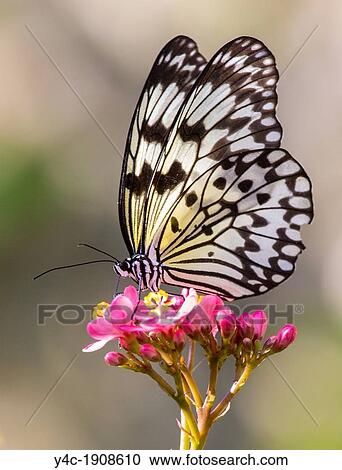 Butterfly in the Wings of the Tropics exhibit at Fairchild Tropical Botanic Garden in Coral Gables in the Miami area of Florida View Large Photo Image Stock Image - Butterfly in the Wings of the Tropics exhibit at Fairchild Tropical Botanic Garden in Coral Gables in the Miami area of Florida. Fotosearch