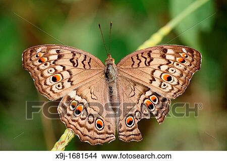 Butterfly, Junonia atlites, Borneo, Asia View Large Photo Image Picture - Butterfly, Junonia atlites, Borneo, Asia. Fotosearch