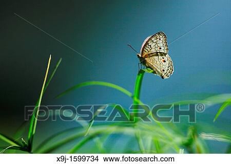 Picture - Butterfly, Junonia atlites, Borneo, Asia.. Fotosearch