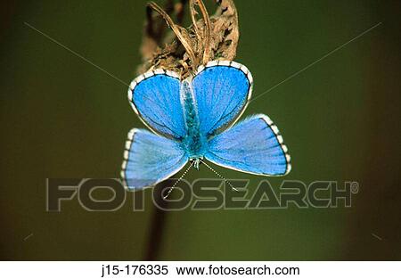 Butterfly (Lysandra bellargus) View Large Photo Image Stock Photography - Butterfly (Lysandra bellargus). Fotosearch