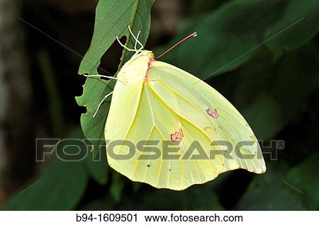 Butterfly, Madidi National Park in the upper Amazon river basin in Bolivia View Large Photo Image Stock Image - Butterfly, Madidi National Park in the upper Amazon river basin in Bolivia. Fotosearch