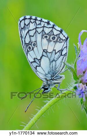 Butterfly, Marbled white, Melanargia galathea, sitting on a Blossom, Karlstadt, Franconia, Bavaria, Germany View Large Photo Image Picture - Butterfly, Marbled white, Melanargia galathea, sitting on a Blossom, Karlstadt, Franconia, Bavaria, Germany. Fotosearch