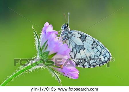 Butterfly, Marbled white, Melanargia galathea, sitting on a Blossom, Karlstadt, Franconia, Bavaria, Germany View Large Photo Image Stock Photography - Butterfly, Marbled white, Melanargia galathea, sitting on a Blossom, Karlstadt, Franconia, Bavaria, Germany. Fotosearch