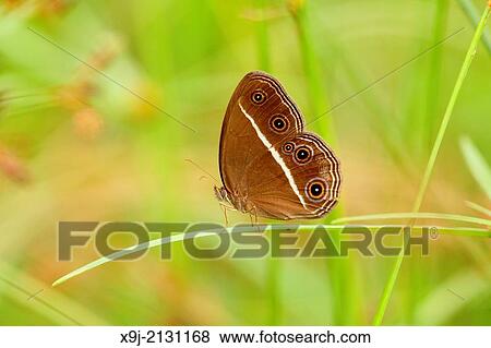 Butterfly, Mycalesis patiana, Mating, Borneo, Asia View Large Photo Image Stock Photo - Butterfly, Mycalesis patiana, Mating, Borneo, Asia. Fotosearch