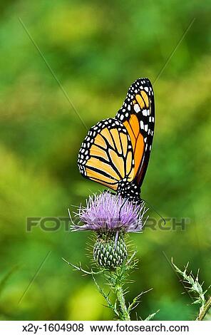 Butterfly on wildflower in meadow View Large Photo Image Stock Photo - Butterfly on wildflower in meadow. Fotosearch