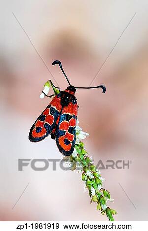 Stock Photo - Butterfly or moth night Zygaena perched on a twig with flower. Their habits are diurnal.. Fotosearch