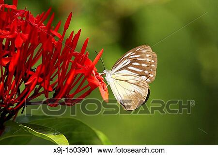 Butterfly Orange gull, Cepora iudith, Borneo. View Large Photo Image Stock Image - Butterfly Orange gull, Cepora iudith, Borneo.. Fotosearch