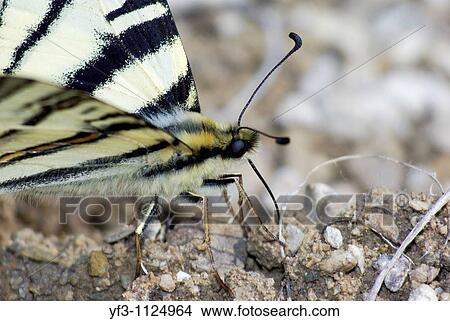 Butterfly, Papilio machaon View Large Photo Image Picture - Butterfly, Papilio machaon. Fotosearch