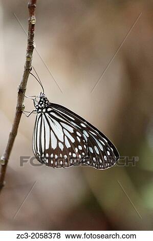 Butterfly, Paulau Perhentian Kecil Island, Terengganu, Malaysia. View Large Photo Image Stock Photo - Butterfly, Paulau Perhentian Kecil Island, Terengganu, Malaysia.. Fotosearch