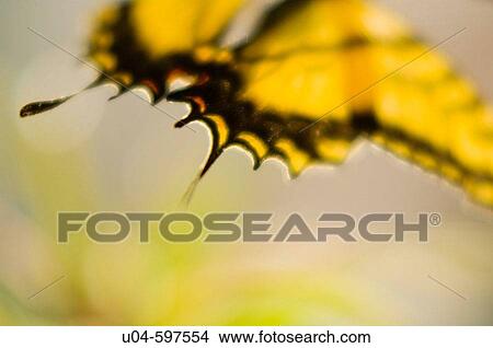 Butterfly View Large Photo Image Picture - Butterfly. Fotosearch