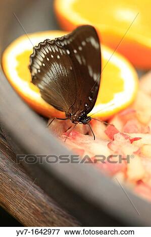 Butterfly sipping nectar from fermented fruit with their proboscis Benalmadena Butterfly Park, Benalmadena, Malaga, Spain View Large Photo Image Stock Photo - Butterfly sipping nectar from fermented fruit with their proboscis Benalmadena Butterfly Park, Benalmadena, Malaga, Spain. Fotosearch