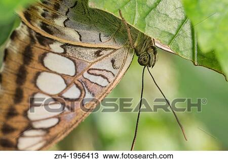 Butterfly Sitting Under a Leaf in Botanical Garden Erfurt. Germany. View Large Photo Image Stock Image - Butterfly Sitting Under a Leaf in Botanical Garden Erfurt. Germany.. Fotosearch