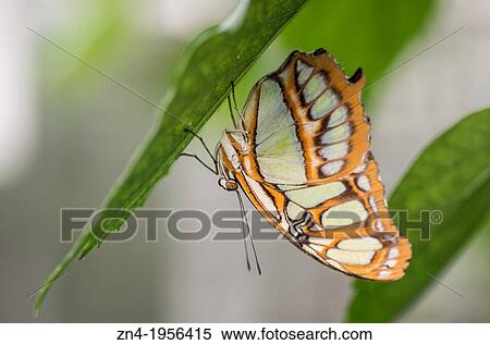Butterfly Sitting Under a Leaf in Botanical Garden Erfurt. Germany. View Large Photo Image Stock Photography - Butterfly Sitting Under a Leaf in Botanical Garden Erfurt. Germany.. Fotosearch