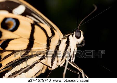 Butterfly View Large Photo Image Stock Image - Butterfly. Fotosearch