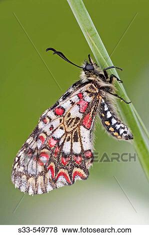 Butterfly. View Large Photo Image Stock Photo - Butterfly.. Fotosearch