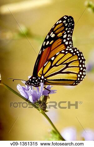 Butterfly View Large Photo Image Stock Photography - Butterfly. Fotosearch