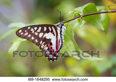 Butterfly, Thailand View Large Photo Image Stock Photography - Butterfly, Thailand. Fotosearch