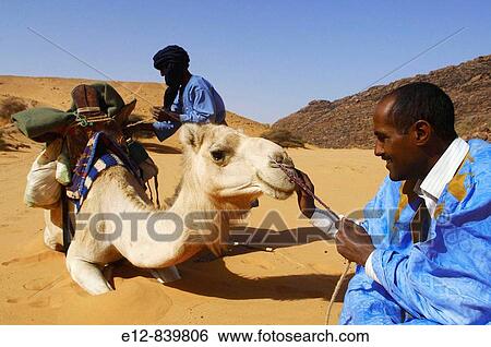 Buying camel milk to a nomad, Adrar Plateau, Sahara Desert, Mauritania View Large Photo Image Stock Photograph - Buying camel milk to a nomad, Adrar Plateau, Sahara Desert, Mauritania. Fotosearch