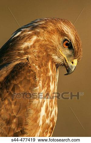 Buzzard (Buteo buteo) at Doana National Park. Huelva province, Andalusia, Spain View Large Photo Image Stock Photo - Buzzard (Buteo buteo) at Doana National Park. Huelva province, Andalusia, Spain. Fotosearch