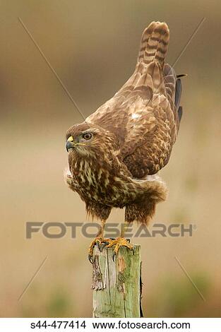Picture - Buzzard (Buteo buteo) on perch by Doana National Park. Huelva province, Andalusia, Spain. Fotosearch