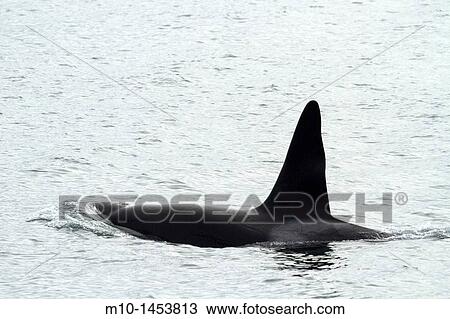CA-199 Male transient Orca Killer Whale View Large Photo Image Stock Image - CA-199 Male transient Orca Killer Whale. Fotosearch