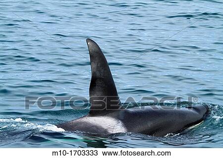 CA-199 Male transient Orca Killer Whale View Large Photo Image Stock Image - CA-199 Male transient Orca Killer Whale. Fotosearch