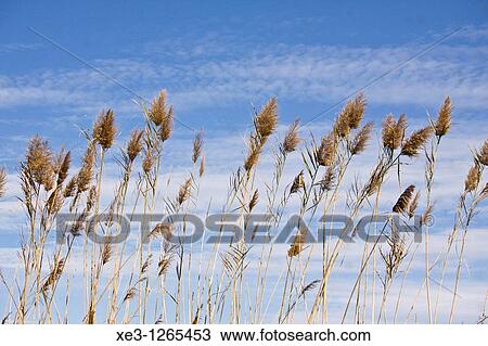 Stock Image - Caas en La Albufera de Valencia. Fotosearch