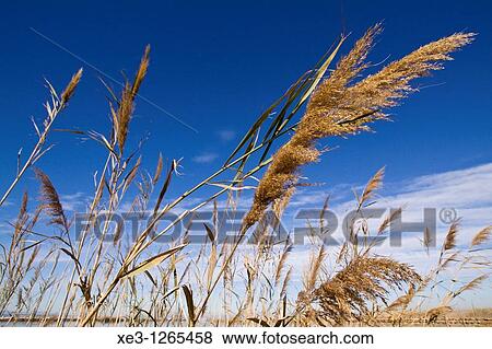 Stock Photo - Caas en La Albufera de Valencia. Fotosearch