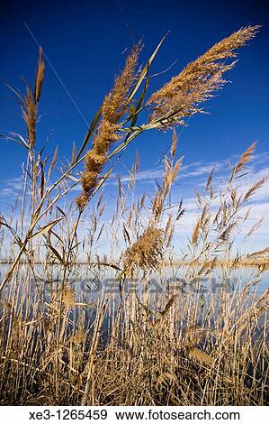 Stock Photo - Caas en La Albufera de Valencia. Fotosearch