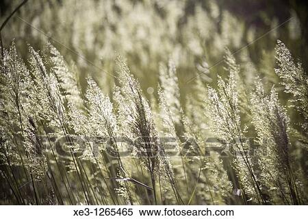 Stock Photography - Caas en La Albufera de Valencia. Fotosearch