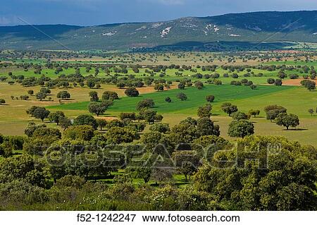 Stock Photo - Cabaeros National Park in spring, Ciudad Real province, Castilla-La Mancha, Spain. Fotosearch
