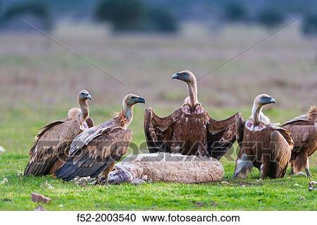 Cabaeros National Park, Montes de Toledo, Ciudad Real Toledo, Castilla-La Mancha, Spain, Europe View Large Photo Image Stock Image - Cabaeros National Park, Montes de Toledo, Ciudad Real Toledo, Castilla-La Mancha, Spain, Europe. Fotosearch
