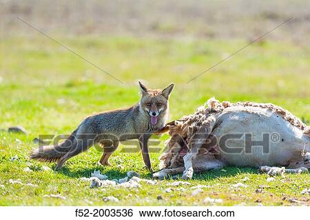 Cabaeros National Park, Montes de Toledo, Ciudad Real Toledo, Castilla-La Mancha, Spain, Europe View Large Photo Image Stock Photograph - Cabaeros National Park, Montes de Toledo, Ciudad Real Toledo, Castilla-La Mancha, Spain, Europe. Fotosearch