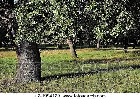 Cabaneros National Park. Ciudad Real, Spain View Large Photo Image Stock Photo - Cabaneros National Park. Ciudad Real, Spain. Fotosearch