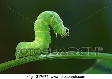 Cabbage Moth caterpillar Autographa gamma View Large Photo Image Stock Photography - Cabbage Moth caterpillar Autographa gamma. Fotosearch