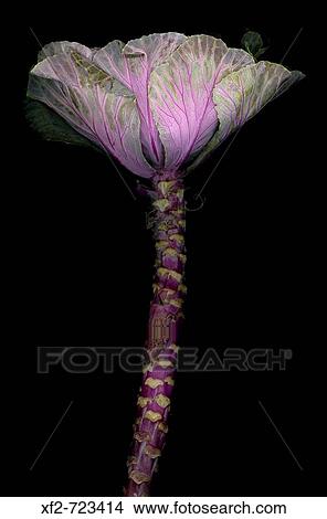 Cabbage View Large Photo Image Picture - Cabbage. Fotosearch