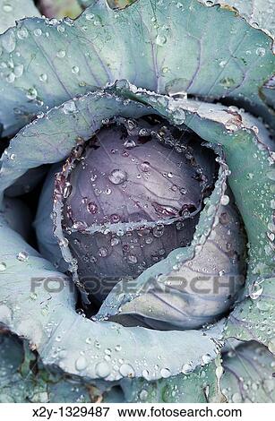 Cabbage plant View Large Photo Image Stock Photo - Cabbage plant. Fotosearch