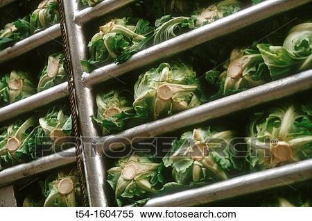 Cabbages on a Truck View Large Photo Image Stock Photography - Cabbages on a Truck. Fotosearch