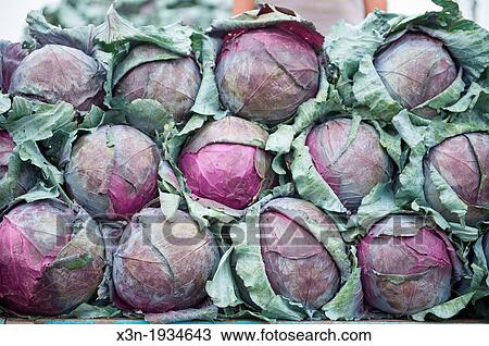 Cabbages stacked up at Lo Valledor central wholesale produce market in Santiago, Chile View Large Photo Image Stock Image - Cabbages stacked up at Lo Valledor central wholesale produce market in Santiago, Chile. Fotosearch