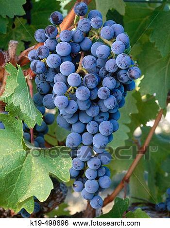 Stock Photograph - Cabernet Sauvignon grapes. Prosser, Yakima Valley appellation. Eastern Washington, USA. Fotosearch