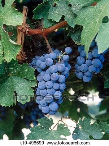 Cabernet Sauvignon grapes. Red Mountain appellation, Columbia Valley, Eastern Washington, USA View Large Photo Image Stock Photo - Cabernet Sauvignon grapes. Red Mountain appellation, Columbia Valley, Eastern Washington, USA. Fotosearch