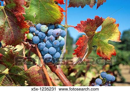 Cabernet Sauvignon Red Wine Grapes, Napa Valley, California, USA View Large Photo Image Stock Image - Cabernet Sauvignon Red Wine Grapes, Napa Valley, California, USA. Fotosearch