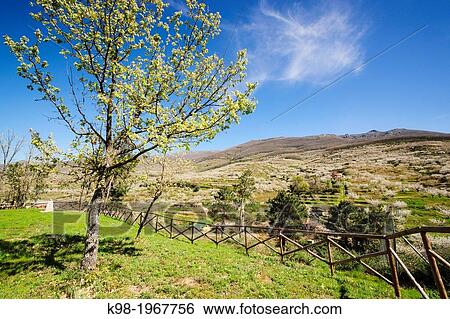 Cabezuela del Valle, Jerte Valley, Caceres, Extremadura, Spain, europe. View Large Photo Image Stock Photograph - Cabezuela del Valle, Jerte Valley, Caceres, Extremadura, Spain, europe.. Fotosearch