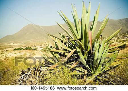 Cabo de Gata, Almeria, Spain View Large Photo Image Stock Photograph - Cabo de Gata, Almeria, Spain. Fotosearch