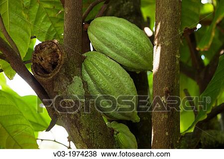 Cacao, or Cocoa fruits at San Rafael, Veracruz, Mexico View Large Photo Image Stock Photo - Cacao, or Cocoa fruits at San Rafael, Veracruz, Mexico. Fotosearch