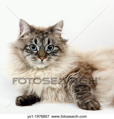 Cachet Tabby Point Neva Mascarade Siberien Chat Domestique Male Pose Contre Blanc Arriere Plan Banque De Photo Ys1 Fotosearch