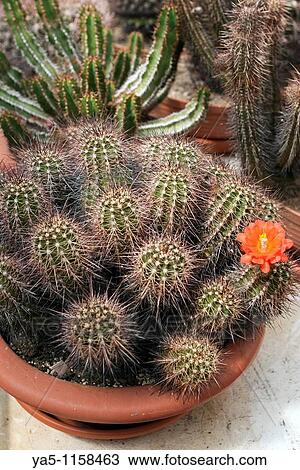 Stock Image - cactaceae cactus at the Arboretum Trompemburg, Rotterdam, Netherlands. Fotosearch